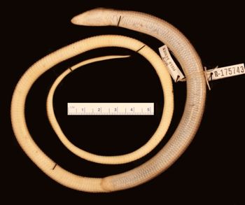 Media type: image;   Herpetology R-175743